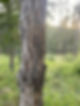 BurOakBark.jpg