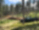 akerwoods_sustainable_logging.jpg