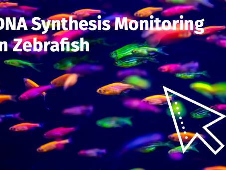 DNA Synthesis Monitoring in Zebrafish