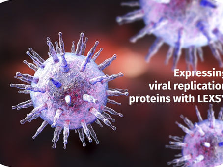 Advancing EBV Research: Harnessing LEXSY technology for BGLF4 protein kinase expression and discovery