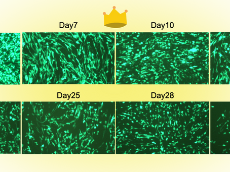 34 Days Bright Expression with- Croyez GFP saRNA-LNP