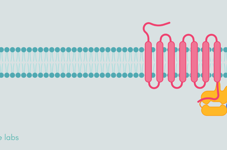 From Undruggable to Indispensable:Orphan GPCRs in CNS Disease