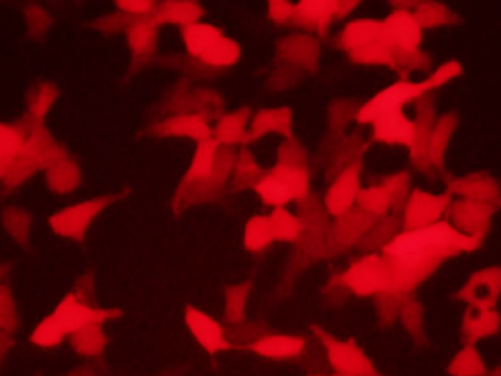 mCherry mRNA