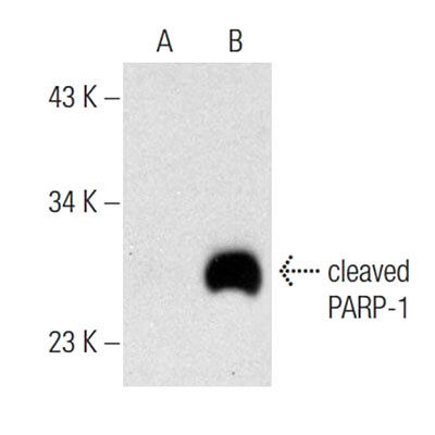Cdc7/Cdk9 Inibitore (CAS 845714-00-3)