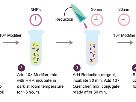 Achieve High-Efficiency HRP Conjugation in Minutes with the Croyez HRP Conjugation Kit