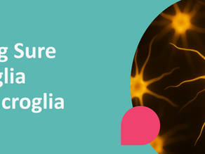 Faster, Better Models for Human Microglia