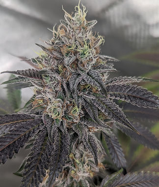 PXL_20230827_233959415 (2).jpg