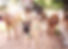 Multiple dogs on leashes with a dog walker