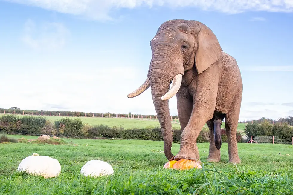 african-elephant-shaka-squashes-giant-pumpkins-noahs-ark-zoo-farm-doug-evens.webp