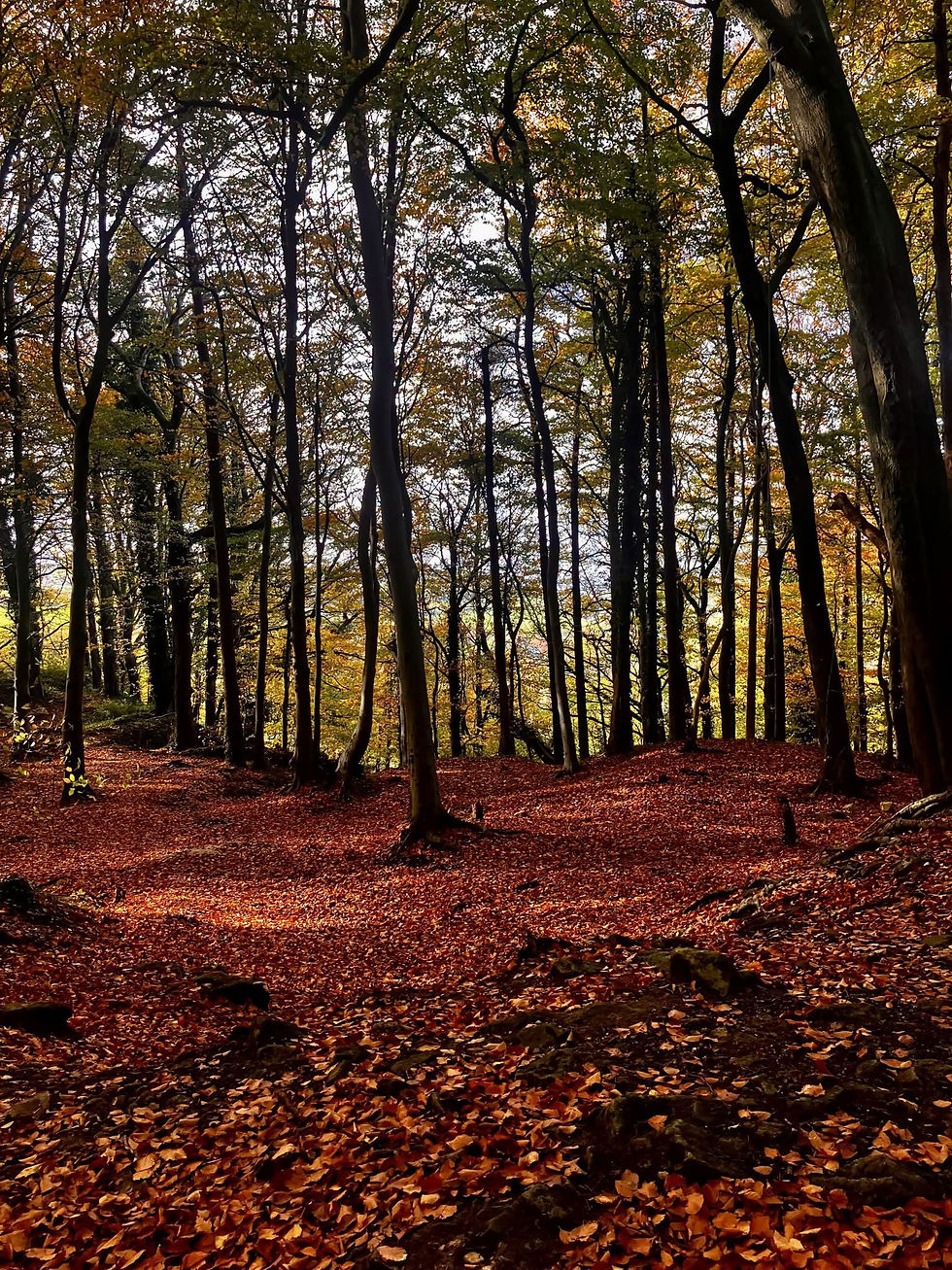 Picture of tranquil forest