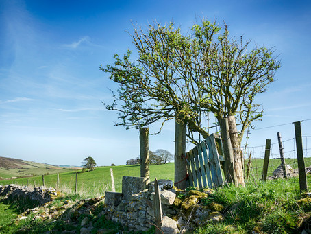 Response to the draft Dorset Council Local Plan