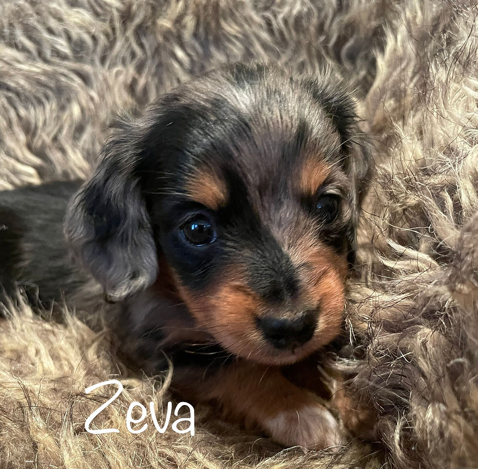 Zeva