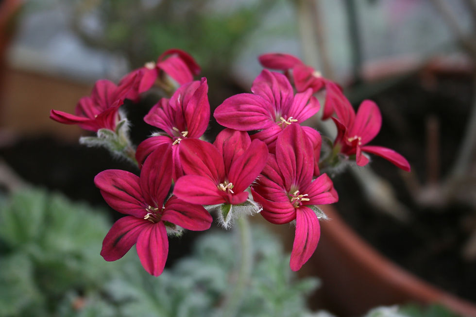Pelargonium x schottii (6).JPG