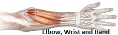 Booklet of the elbow, wrist, and hand. Bones, joints, muscles etc