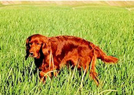 Sunny della Magna Sila