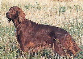 Eluna delle Furie del Biagioni