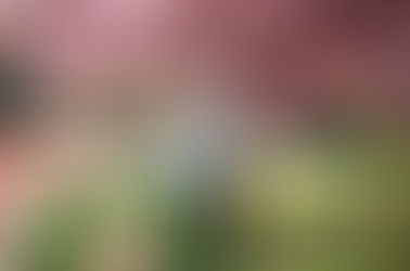 2026 Cherry Blossom & Spring Mini Sessions