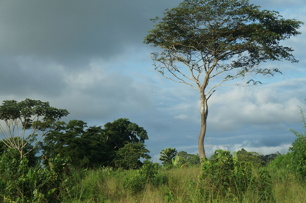 Paysage sur la route de Yaoundé à Kribi