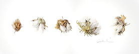 The Evolution of cotton signature.jpg