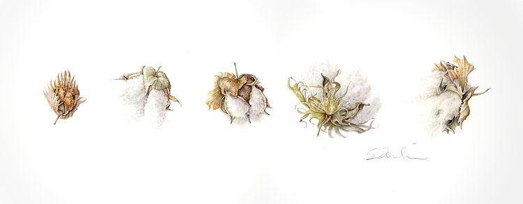 The Evolution of cotton signature.jpg