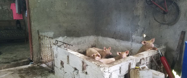 Cuarto trasero de la casa transformado en corral para cerdos.jpg