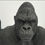 Miniatura: Gorilla Deluxe