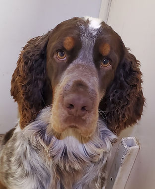 Oliver.jpg