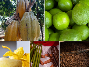 Sembrando Vida en Europa