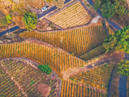 Las terrazas del Suelo de Conservación reciben una declaratoria oficial que destaca su papel histórico y su relevancia en la soberanía alimentaria y la protección ecológica de la capital