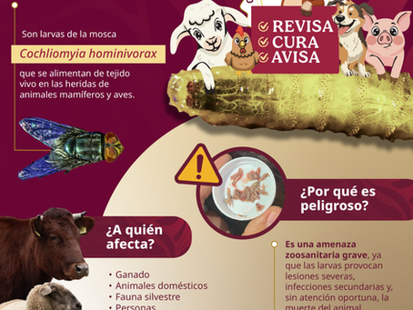 ¿Qué es el Gusano Barrenador?