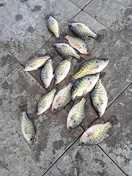 fish caught using Mutzie's Bait Artificial, Plastic Worms