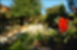 redflowers_lamppost4