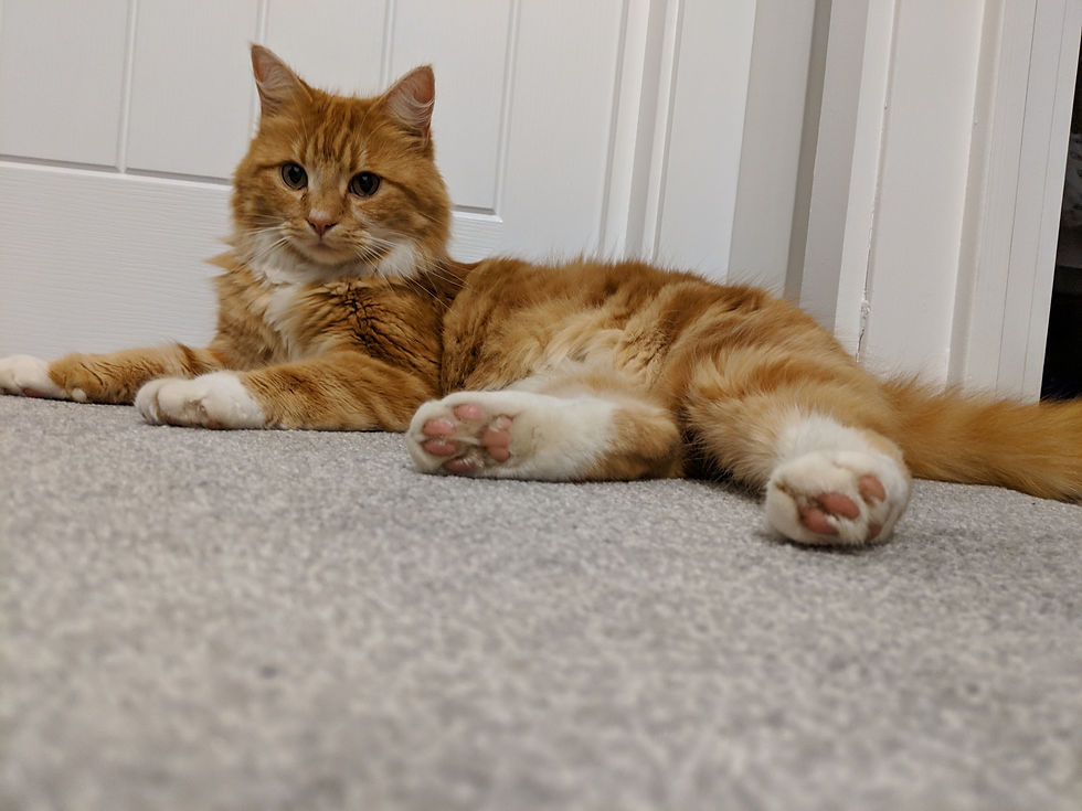 Prince