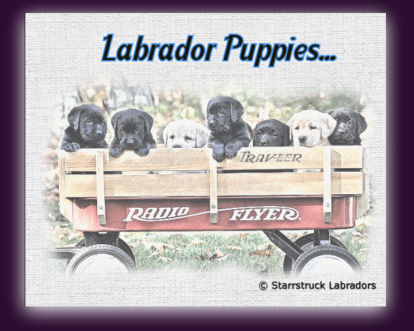 lab pups2.gif