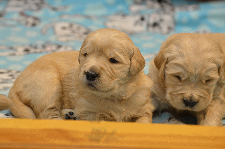 yes litter 3wks (8)a.gif