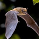 Pipistrelle-e1639057678987.jpg