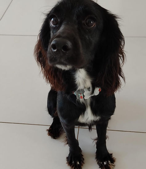 Perro