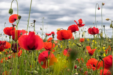 poppy-flower-4246241_1920.jpg