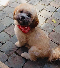 trimmen van kleine rassen zoals Shih Tzu