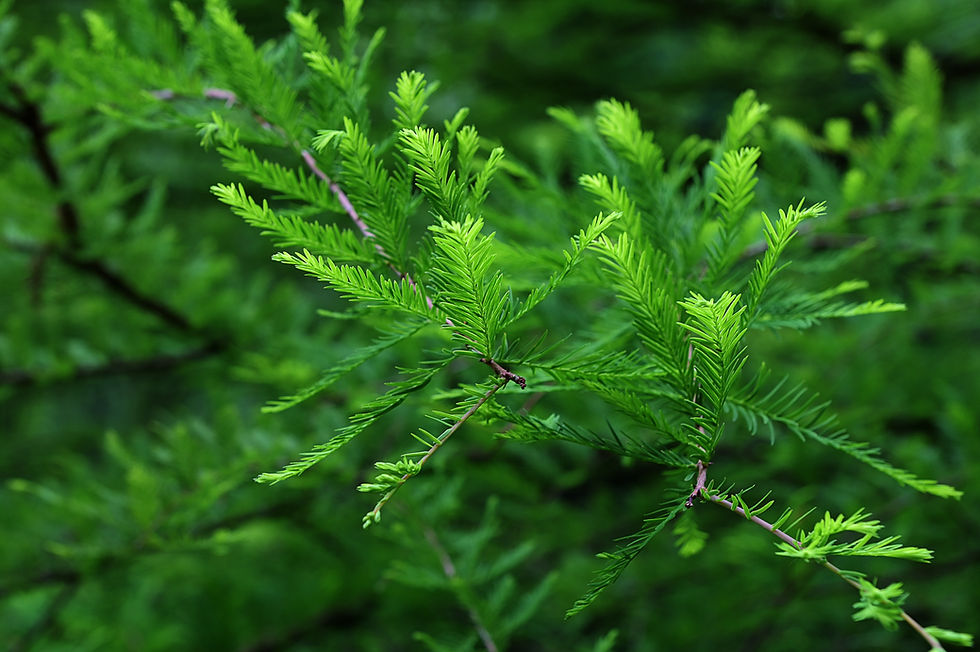 Thumbnail: Bald Cypress