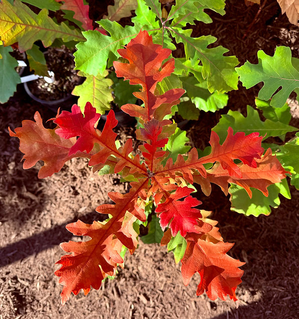 Bottomland Bur Oak 1_edited_edited.jpg
