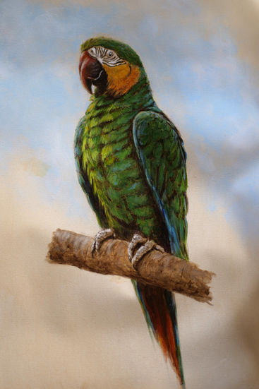 Perroquet