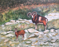 Mouflons