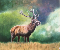 Cerf au brame