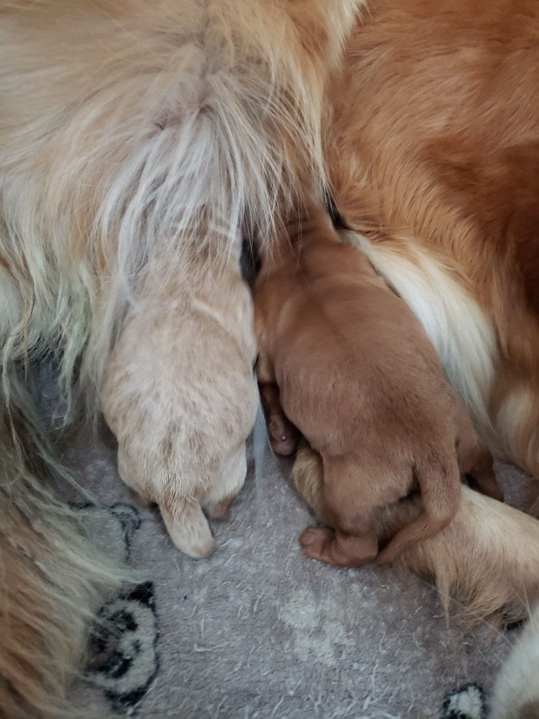 Nala's 2024 Litter