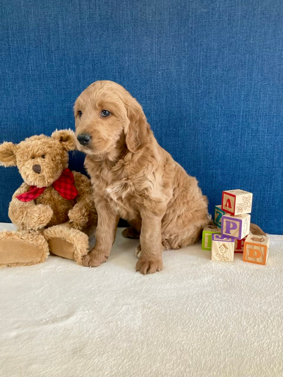 Nala's 2024 Litter