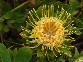 Remaining Yourself in Relationships