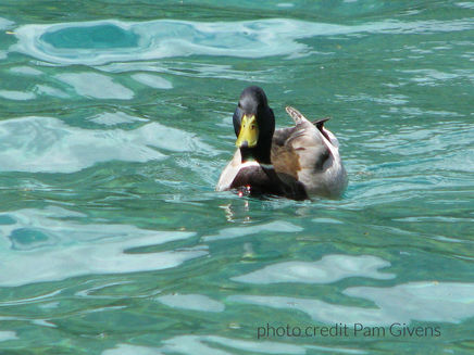 Ego Is Not the Enemy