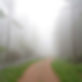A photo of a peaceful, foggy, forested walking path winding into the distance.jpg