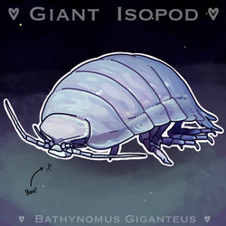 [T019] Sir Gerald the Giant Isopod my Dearest Friend and Love